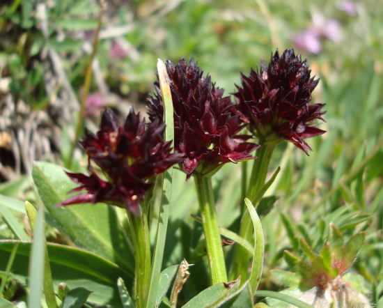 Chamorchis alpina, Malaxis monophyllos e altro...